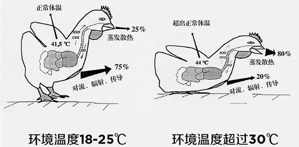 《夏日炎炎，如何為動(dòng)物防暑、降溫》